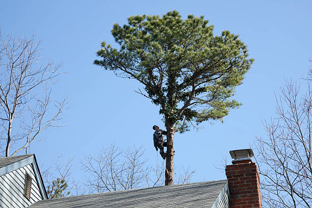 Best Arborist Consultation Services  in Bexley, OH